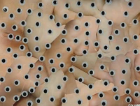 Eyes